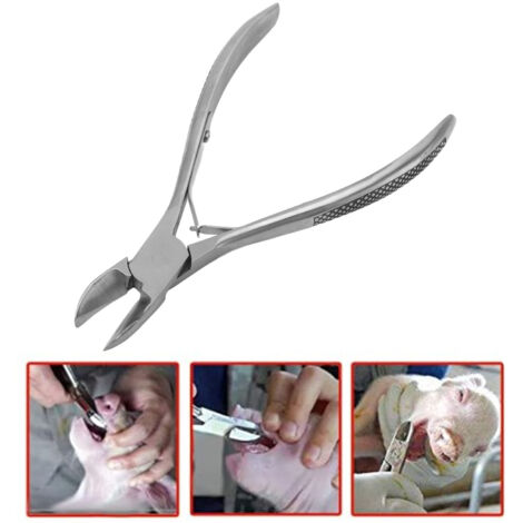 Tijeras dentales para lechones, 12 cm (4,7 pulgadas) – Fabricadas en acero inoxidable resistente a la corrosión con mango ergonómico para un mejor crecimiento, también aptas para conejos. (1/5)
