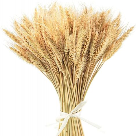 Fiori secchi, 100 mazzi di spighe di grano essiccate, bouquet di fiori naturali da 40 cm per vasi, decorazione per casa, camera da letto, soggiorno, decorazione per tavoli da matrimonio e fotografia. (1/5)