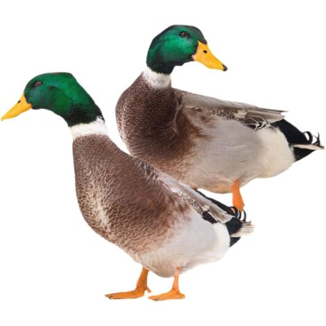 2 Pieces Garden Duck Decoration Metal Model Handmade Decor Duck Ornament Resin Sculpture Duck Statue Lawn Duck Sculpture Carved Figurines (1/5)