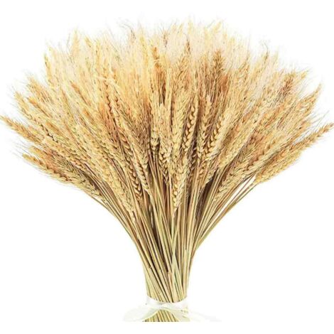 Getrocknete Weizenähren, 45 cm - EINNENFFER - 200 Ähren für Dekorationen im Boho- und Landhausstil, ideal für Hochzeiten, Partys und DIY-Projekte (1/5)