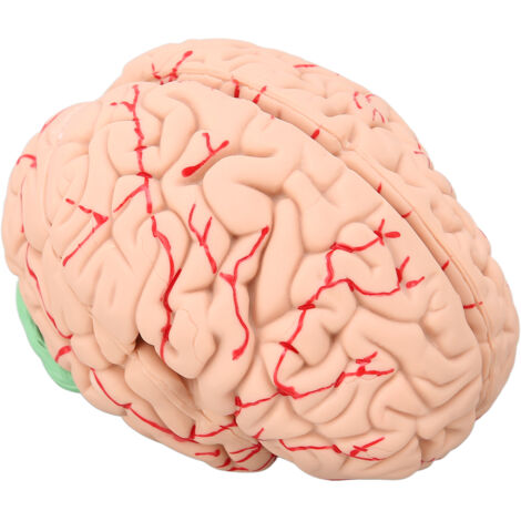 Modèle de Cerveau Anatomique Détachable 8 Pièces pour Étude Médicale et Éducation Scientifique (1/5)