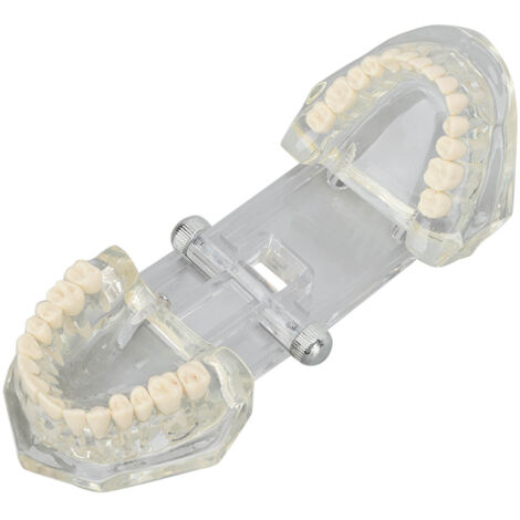 Modèle Dentaire Pédagogique Transparent - Démonstrateur Anatomique de la Dentition pour Enseignement (1/5)