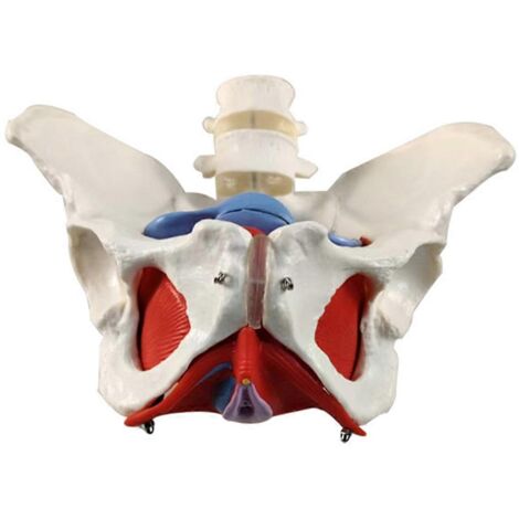 Modèle de ceinture lombaire à 2 sections pour les muscles du plancher pelvien féminin (1/5)