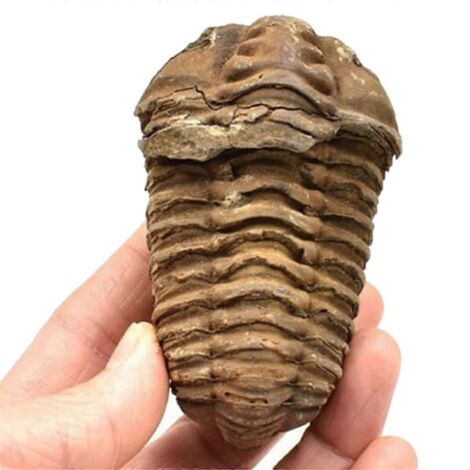 fossile de trilobite Flexicalymene marocain de 8 à 9 cm, Maroc (voir photo) (1/5)