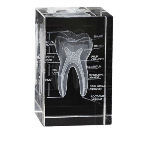 Modèle de dent de la cavité buccale en 3D, gravé au laser, décoration scientifique, cadeau pour dentiste. (1/5)
