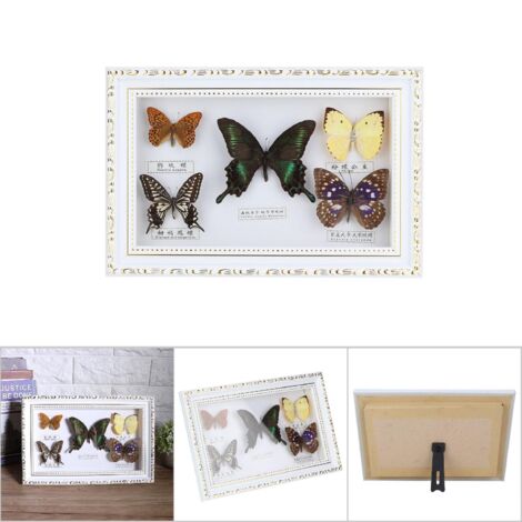 Magnifique Papillon Naturalisé Cadre Blanc - Décoration Maison Unique Cadeau Anniversaire Art Entomologique (1/5)