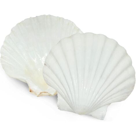 Lot de 6 coquilles Saint-Jacques pour servir des plats, coquilles Saint-Jacques blanches naturelles de grande taille, ramassées sur la plage, pour décoration et loisirs créatifs. (1/5)