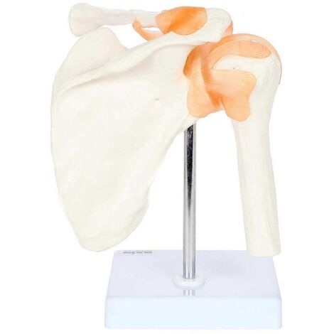 Modèle de structure de l'articulation de l'épaule en PVC - Modèle pédagogique orthopédique (1/5)