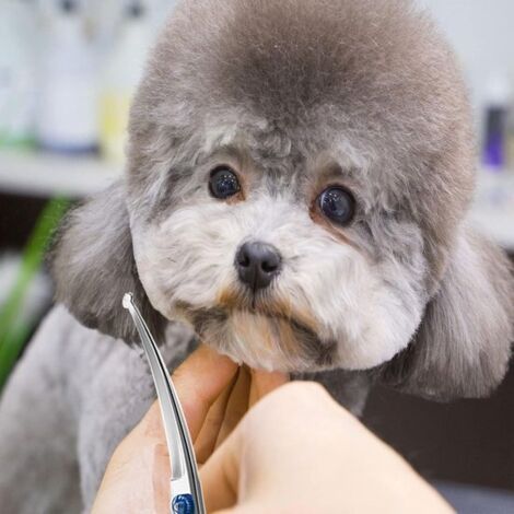 Ciseaux de toilettage pour animaux de compagnie, tête incurvée de 15 cm avec embout rond de sécurité - tondeuses en acier inoxydable pour chats et chiens (1/4)