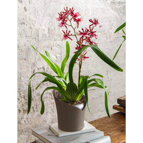 LECHUZA Jardinière ORCHIDEA ALL-IN-ONE diamètre 18 cm taupe (1/4)