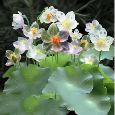 30 graines de nénuphar et de lotus de couleurs assorties, graines de lotus hydroponiques, graines de plantes aquatiques (1/5)