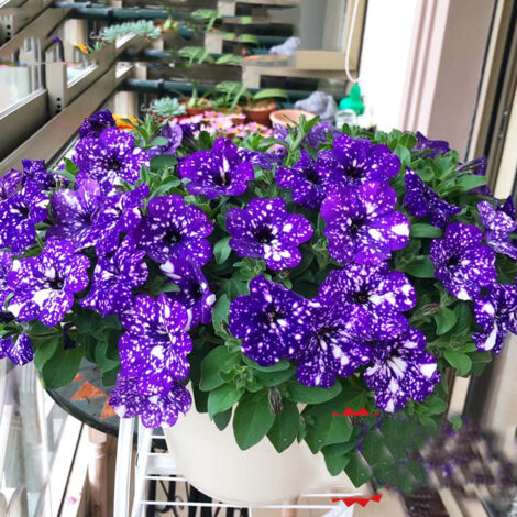 500 graines de pétunia, idéales pour les massifs, les suspensions et les pots. Pétunia vivace de couleur pourpre. (1/5)
