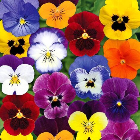 2 000 graines de pensées sauvages mélangées — Plantes à fleurs annuelles, adaptées aux jardins et aux pots de fleurs. (1/5)