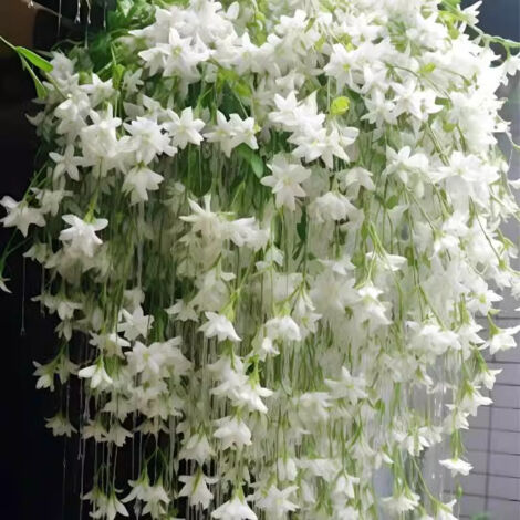 200 graines de jasmin pleureur, une plante grimpante facile à cultiver qui fleurit toute l'année, idéale pour l'intérieur et l'extérieur.