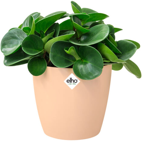 Elho Bac à fleurs rond jardinière Pêche Bleu Or en plastique pour extérieur jardin terrasse pot de fleurs Nude / 3.3 Litres (1/3)