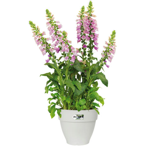 Bac à fleurs rond ou carré jardinière Blanc en plastique pour extérieur jardin terrasse pot de fleurs Rond / 3.2 Litres (1/5)
