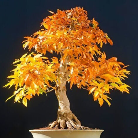 [Graines de Bonsaï] Maple Seeds Graines de 20 Érable Bleu Japonais Rare pour Décor Jardin Plante Facile Cultiver Taille Moyenne Grande