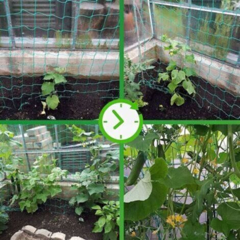 Filet à Ramer avec Maillage Large pour Une récolte particulière Bonne de concombres, tomates et Autres légumes et Plantes grimpantes – Dimensions : 1.82.7m-