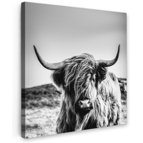 QUADRO SU TELA Mucca - Highlander scozzese - Nero - Bianco - Animale - Natura - Fauna selvatica 20x20 cm