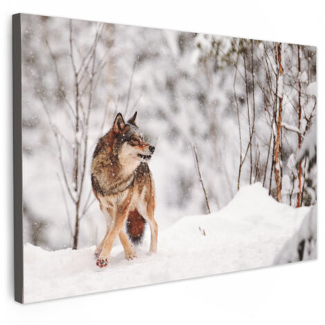 QUADRO SU TELA Lupo - Inverno - Neve - Natura - Animali 140x90 cm