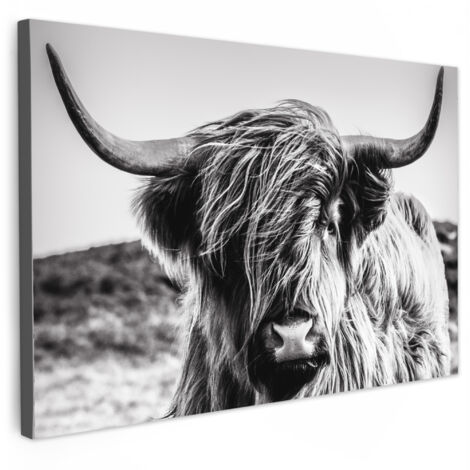 QUADRO SU TELA Mucca - Highlander scozzese - Nero - Bianco - Animale - Natura - Fauna selvatica 90x60 cm