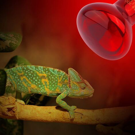 Lampe pour reptiles 100W lampe de bronzage infrarouge (1/5)