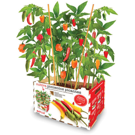 Boîte à piments mixte 30x19,5x16,2 cm – 4 variétés : rouge, anaheim, jalapeño, habanero – Pour culture en intérieur et extérieur (1/2)