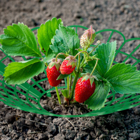5 Stück Erdbeerstützen Aus Kunststoff – 30,5 Cm Hoch, Schützt Erdbeeren Vor Fäulnis & Schmutz, Auch Für Tomaten & Gemüse