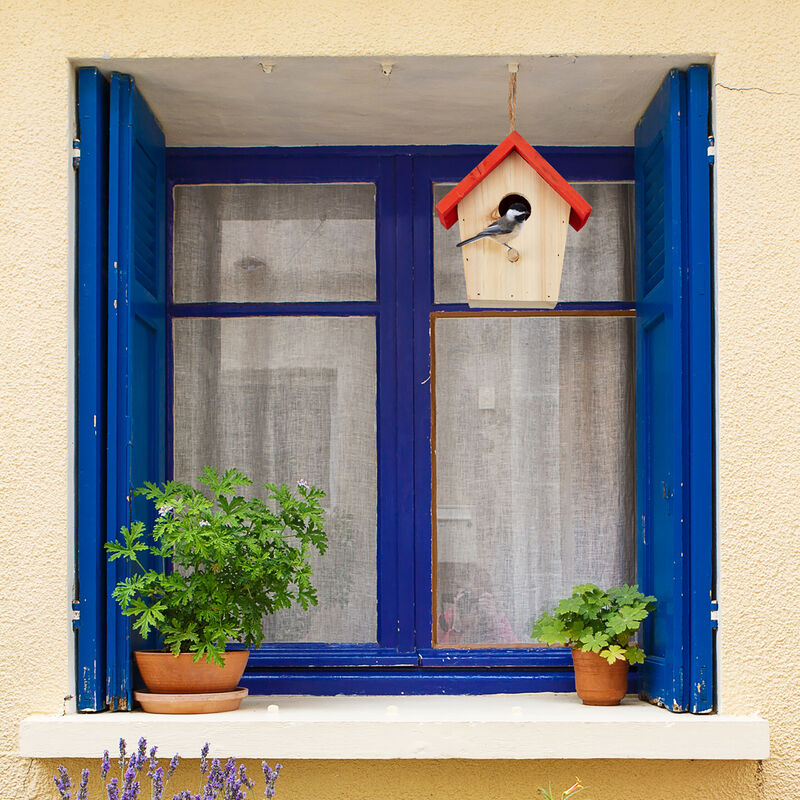 Mangeoire complète Meripac pour fenêtre Window Feeder : : Jardin