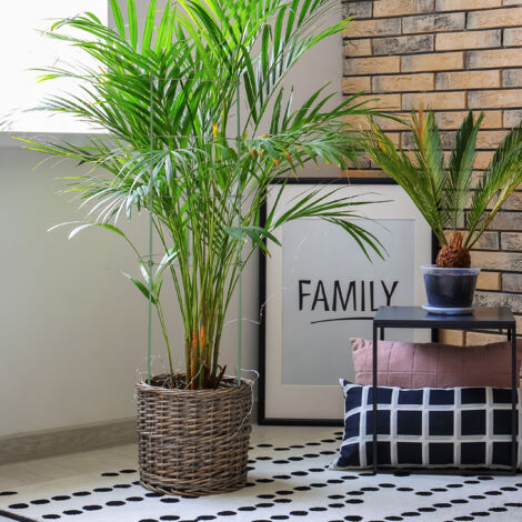 Relaxdays Tuteur à Plantes, en lot Pratique de 2, métal (Acier), H x L : 79 x 35 cm, pour intérieur et extérieur, Noir