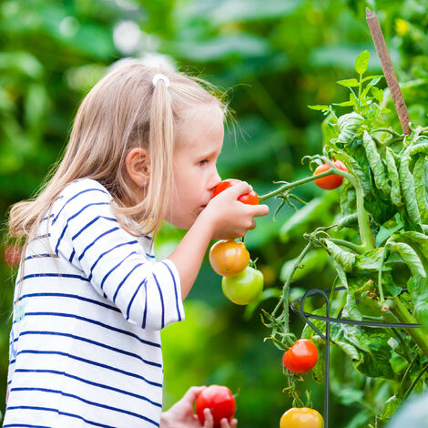 Tuteur Tomate Cerise Amovible - Support Plantes Grimpantes Réglable Pour Tomates, Concombres & Fleurs