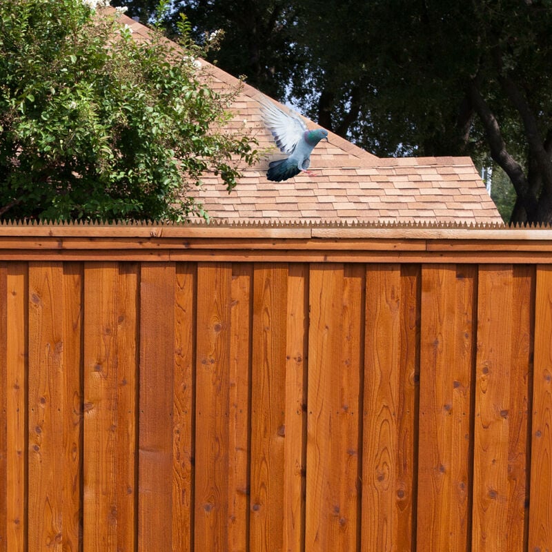 Incubo piccioni sul balcone: come tenerli alla larga