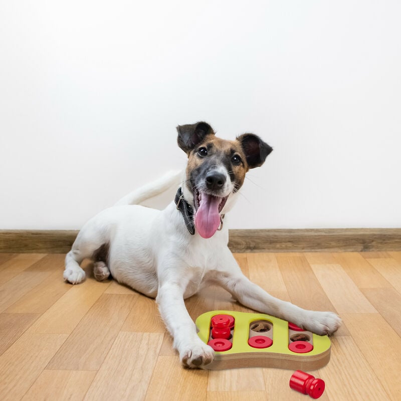 Relaxdays Gioco Interattivo per Cani, Giocattolo Olfattivo, Attivazione  Mentale, Dog Activity Toy Puzzle, Multicolore