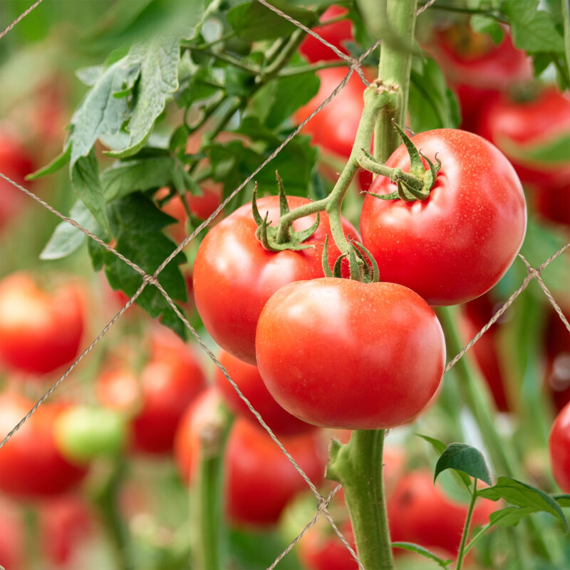 Set 2 Sostegni Per Piante Rampicanti Relaxdays - 120cm, 4 Anelli, Ferro Marrone Per Pomodori E Cetrioli - Foto 5
