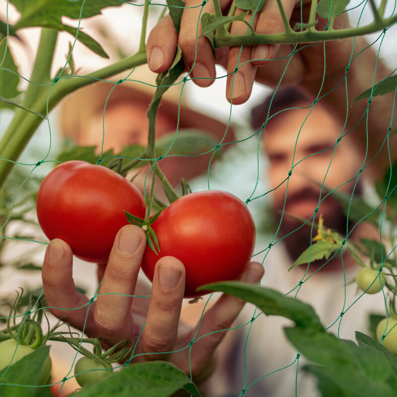 Set 4 Sostegni Per Piante Rampicanti - Cerchi In Ferro, 45cm, Per Pomodori E Cetrioli - Foto 5