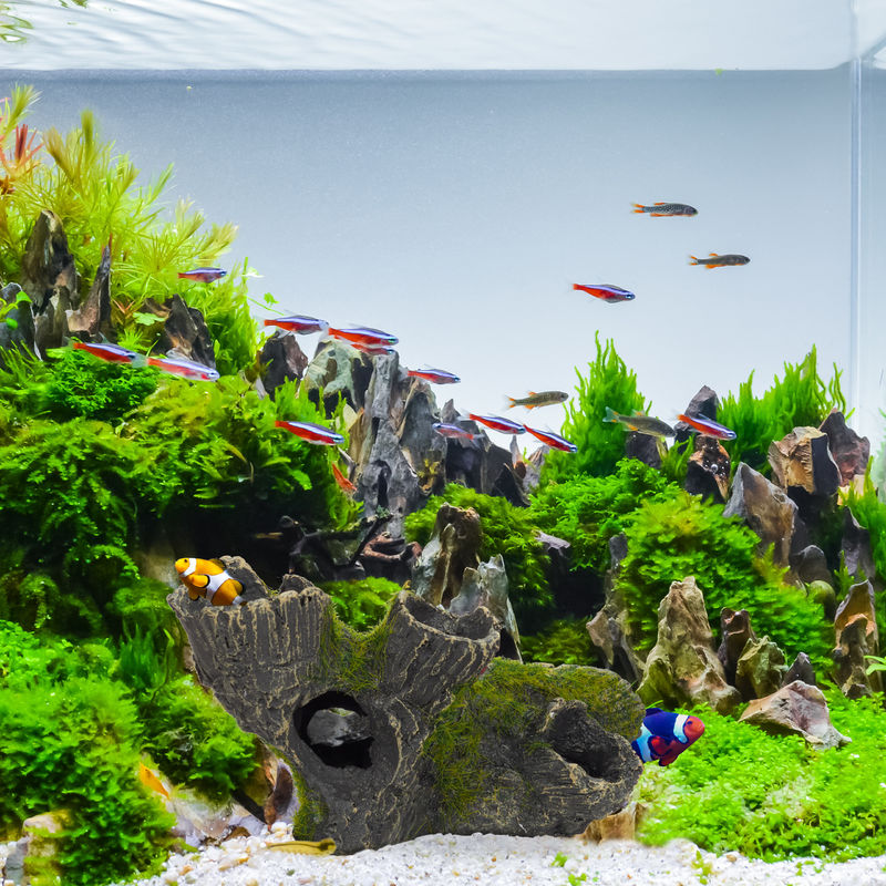 Acquista Accessori per acquari con decorazione paesaggistica per acquario  multitipo per piante rocciose