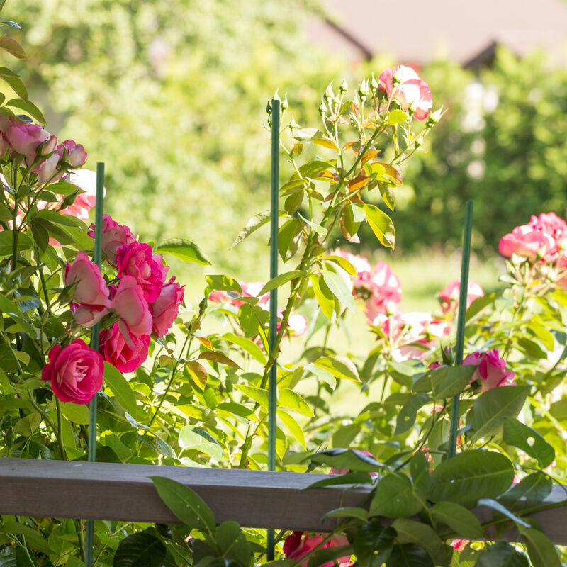 Bastoncini Per Orchidee - 90 Pezzi Kit Completo Con Clip E Prolunghe | Supporto Piante Da Vaso - Foto 9