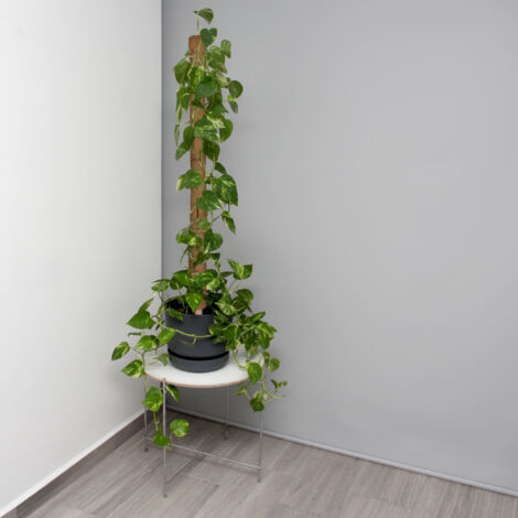 50 Bastoncini Di Bambù Per Piante - Supporti Per Orto, Rampicanti E Vaso - Foto 13