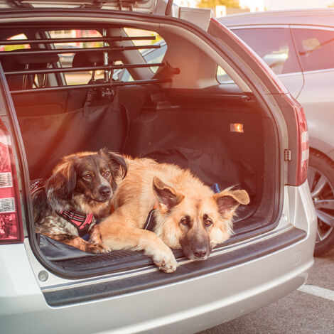 Los mejores protectores de asiento de coche para perros, Comparativas