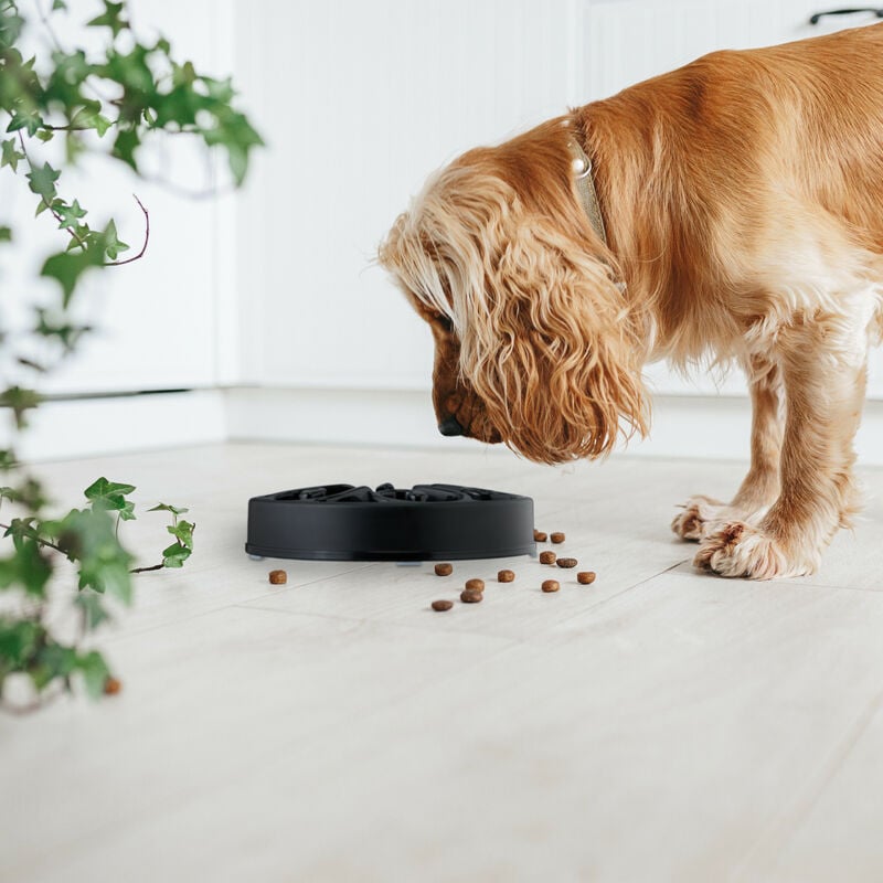 1pc Solid Pet Bowl, Dog Slow Food Bowl, Cats & Dogs No Choking Slow Feeder  Dog Bowls Puzzle Bowl