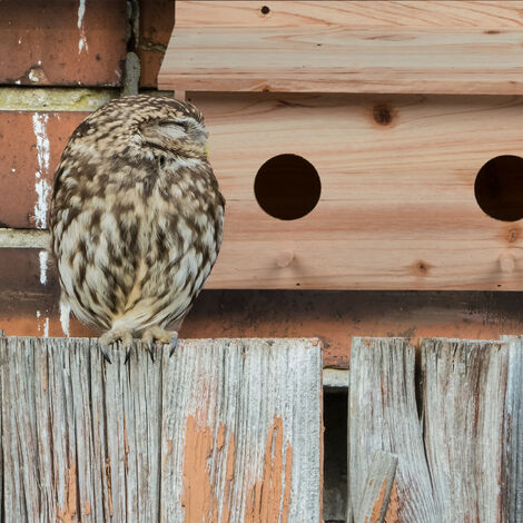 Relaxdays Nesting Box for Starlings, Fir Wood, 2 Entrances Ø5 cm, Perch, Bird House to Hang, HWD: 22x35x18cm, Natural