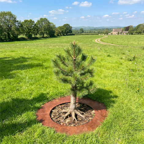 Relaxdays Tree Ring, Rust Patina, Lawn Edging for Trees & Shrubs, Ø 80 ...