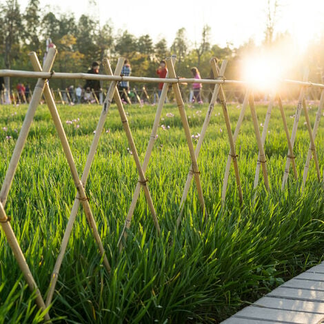 Canne bamboo per piante