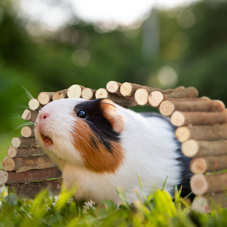 Guinea pig accessories hotsell