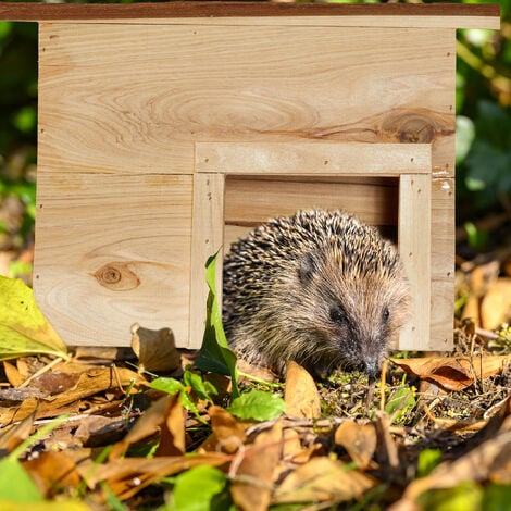 Hedgehog hutch hotsell