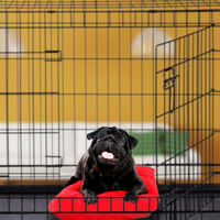 Relaxdays Dog Cage, Folding Transport Crate, Whelping Pen, 2 Doors, Floor Tray, Metal, S, Black