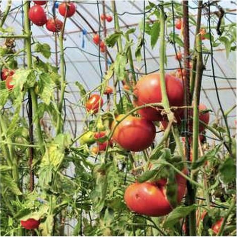 Serre tunnel de jardin serre à tomates filet protection solaire