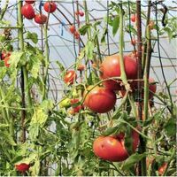 Serre à tomates avec arceaux et filet de protection - longueur 1,80 mètres