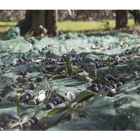 Filet De Récolte Olives 5 X 10 M - Type Bari (Barese) / 90 G - Vert, Polyéthylène Anti-UV - Pour Olives, Noix, Amandes, Châtaignes