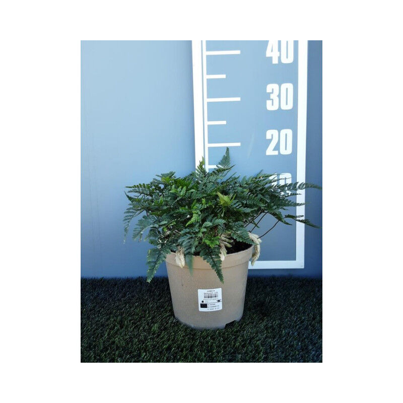 Humata en maceta de 2Litros